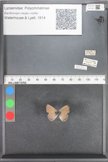 Media type: image;   Entomology 91621